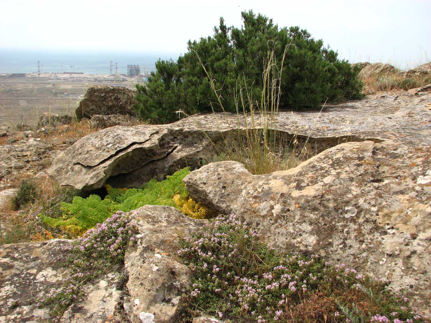 Изображение особи Juniperus polycarpos.