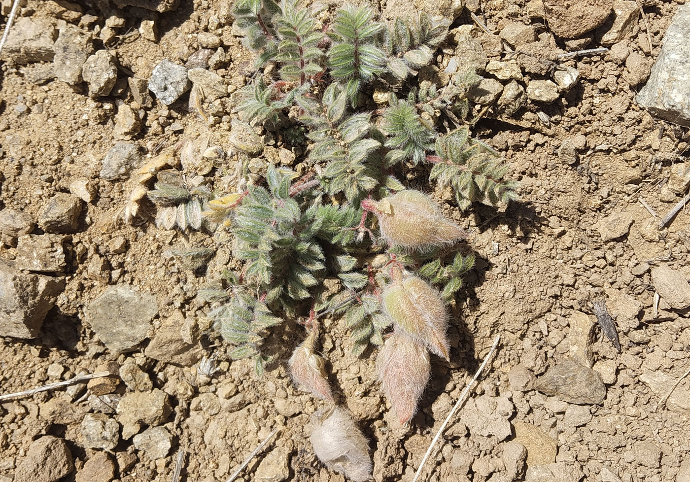 Image of Oxytropis pseudoleptophysa specimen.