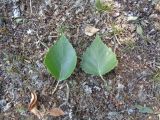 Betula litwinowii