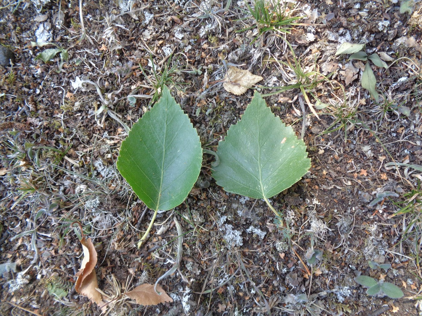 Image of Betula litwinowii specimen.