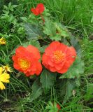 Begonia &times; tuberhybrida