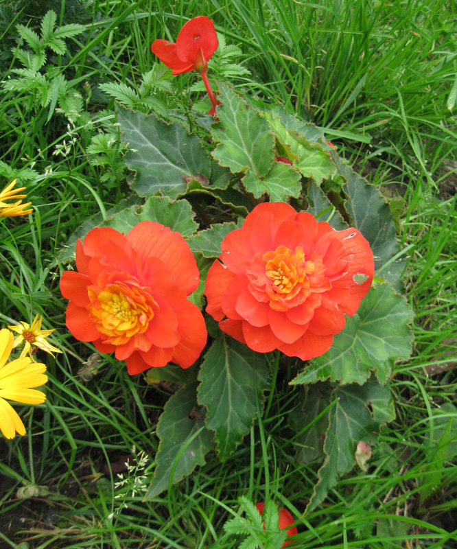Image of Begonia × tuberhybrida specimen.