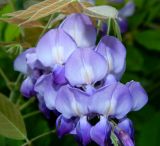 Wisteria sinensis