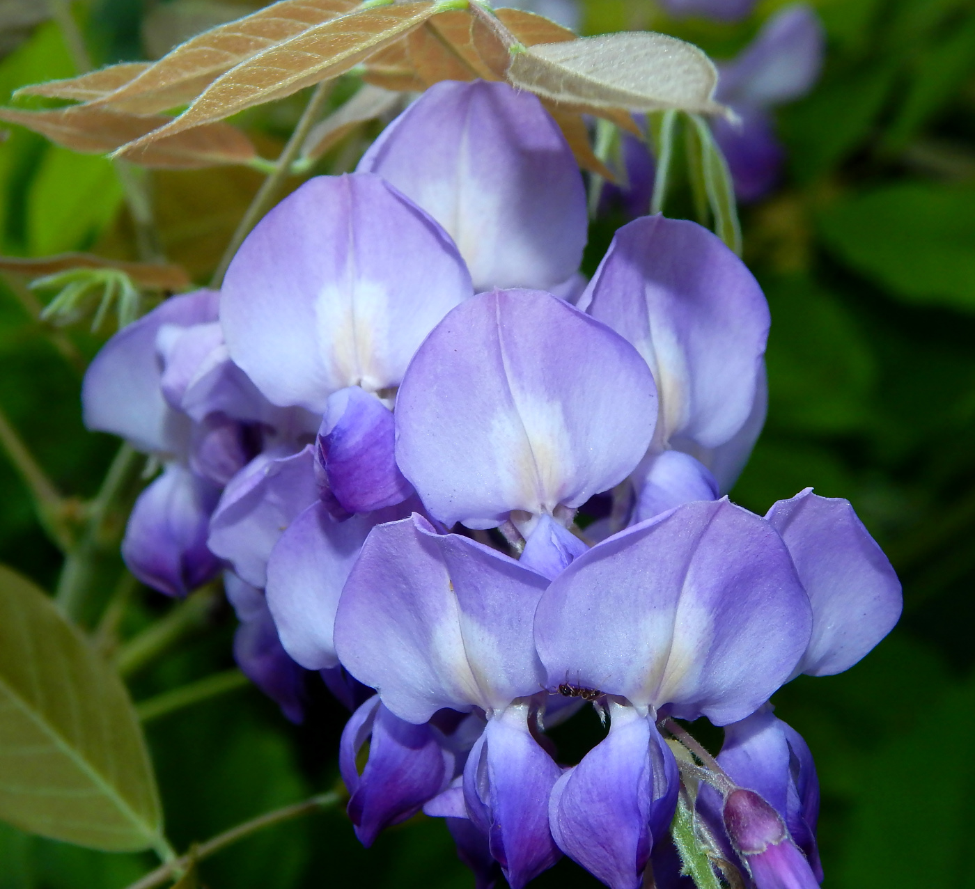 Изображение особи Wisteria sinensis.