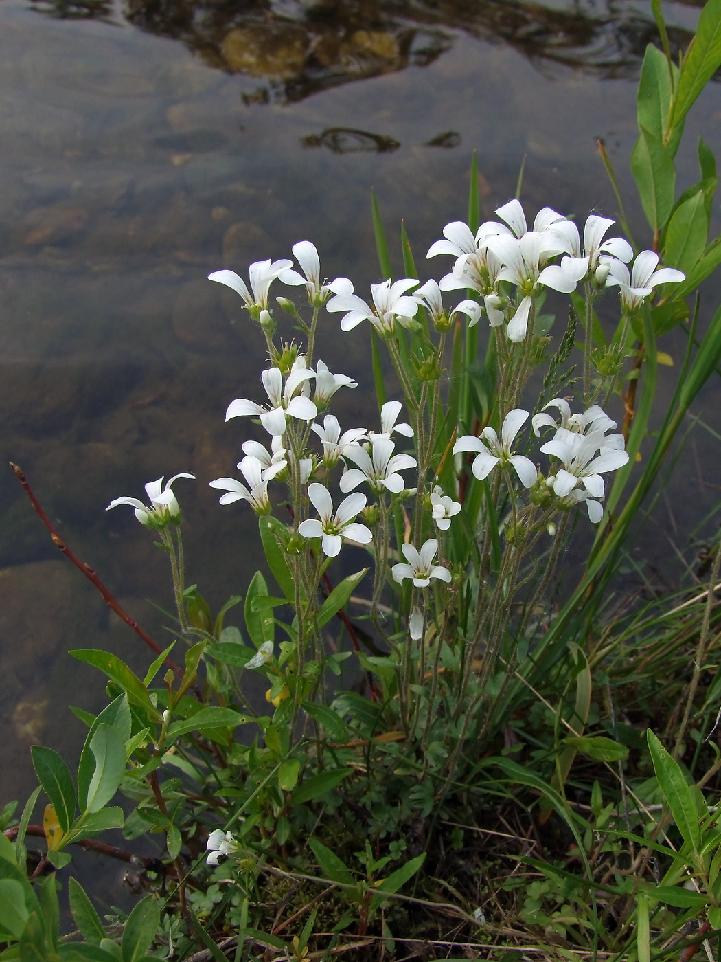 Image of Saxifraga radiata specimen.