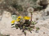 Taraxacum hybernum. Цветущее и плодоносящее растение с кормящейся самкой белянки капустницы Pieris brassicae (Linnaeus, 1758). Крым, Севастополь, окр. мыса Фиолент. 29.10.2021.