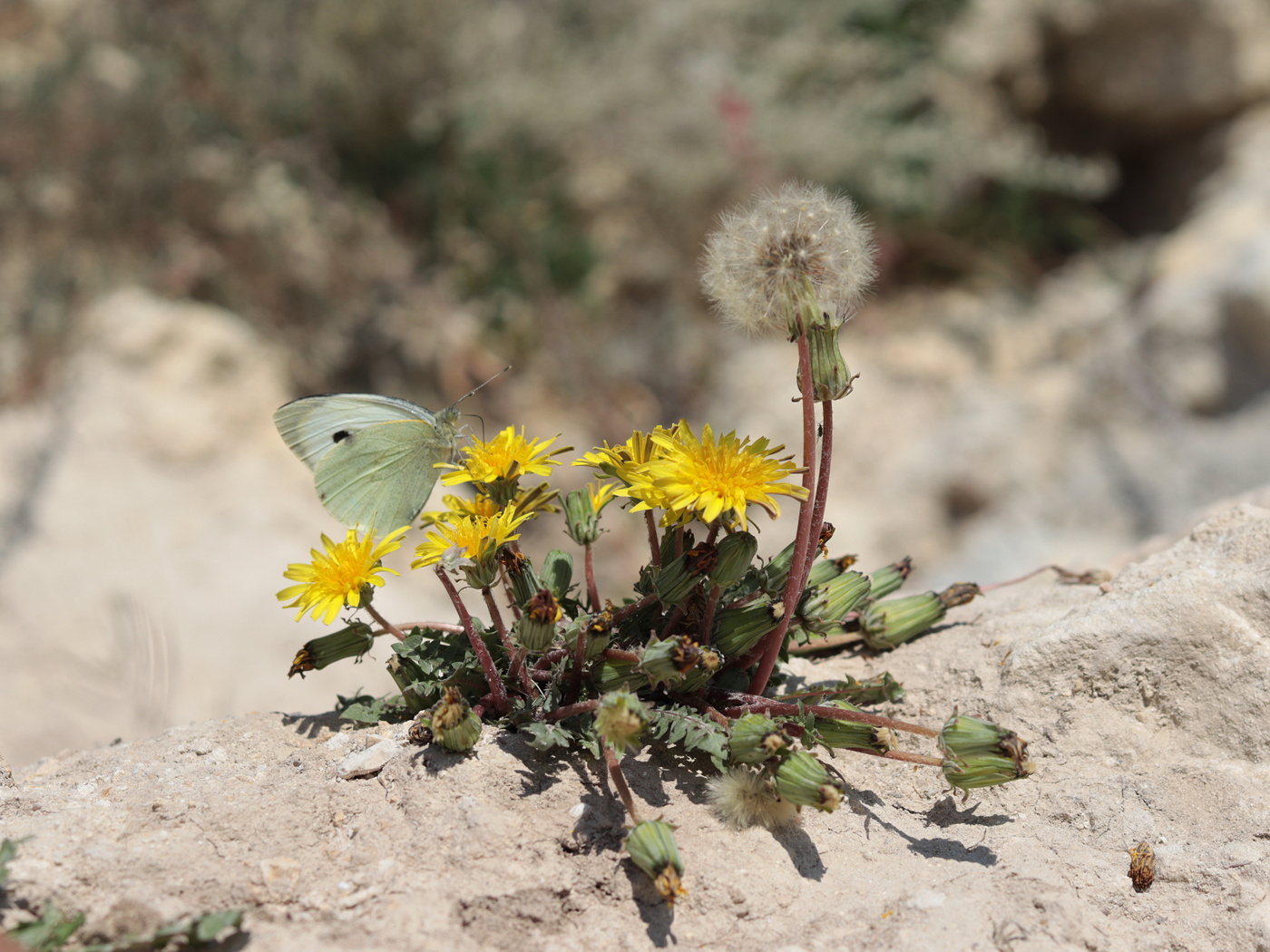 Изображение особи Taraxacum hybernum.