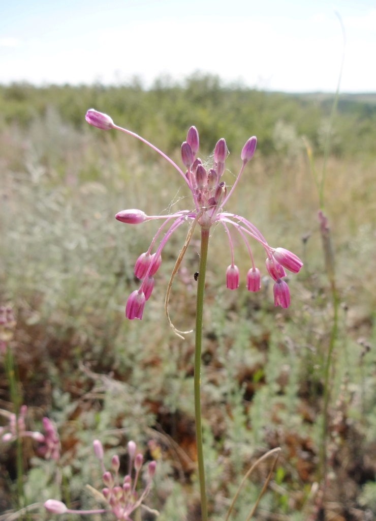 Image of Allium praescissum specimen.