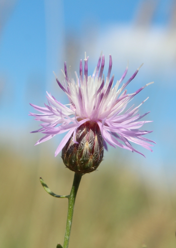 Image of Centaurea majorovii specimen.