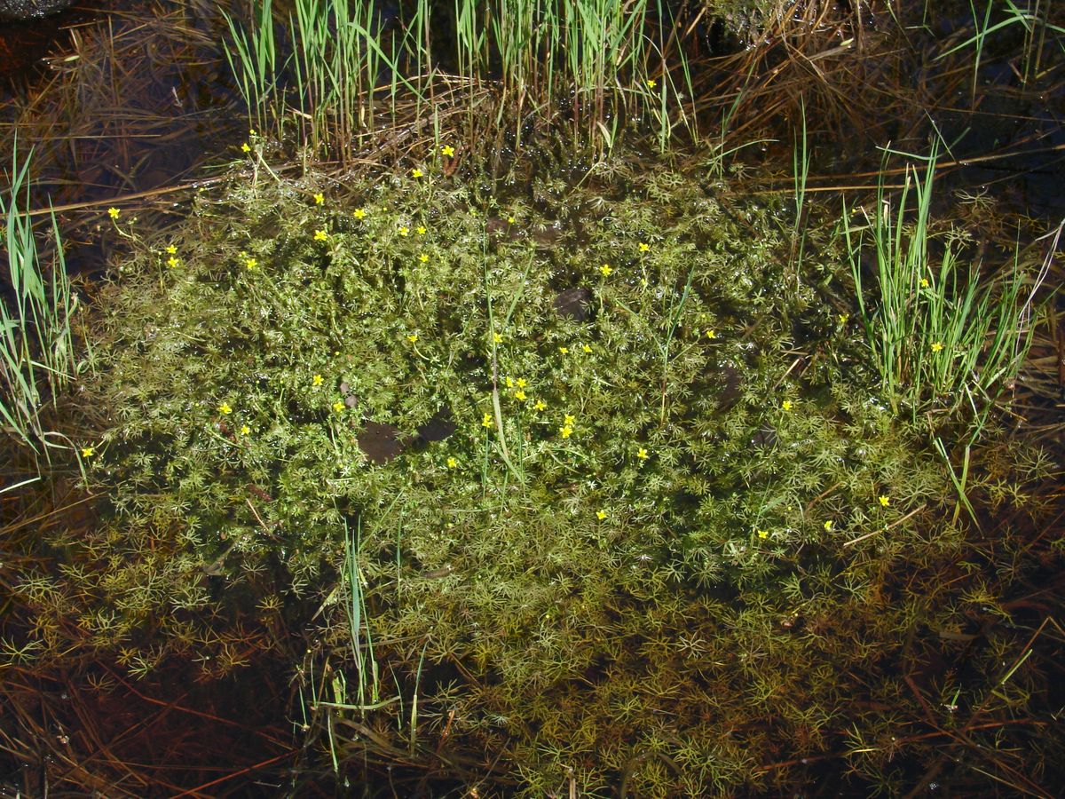 Image of Ranunculus gmelinii specimen.