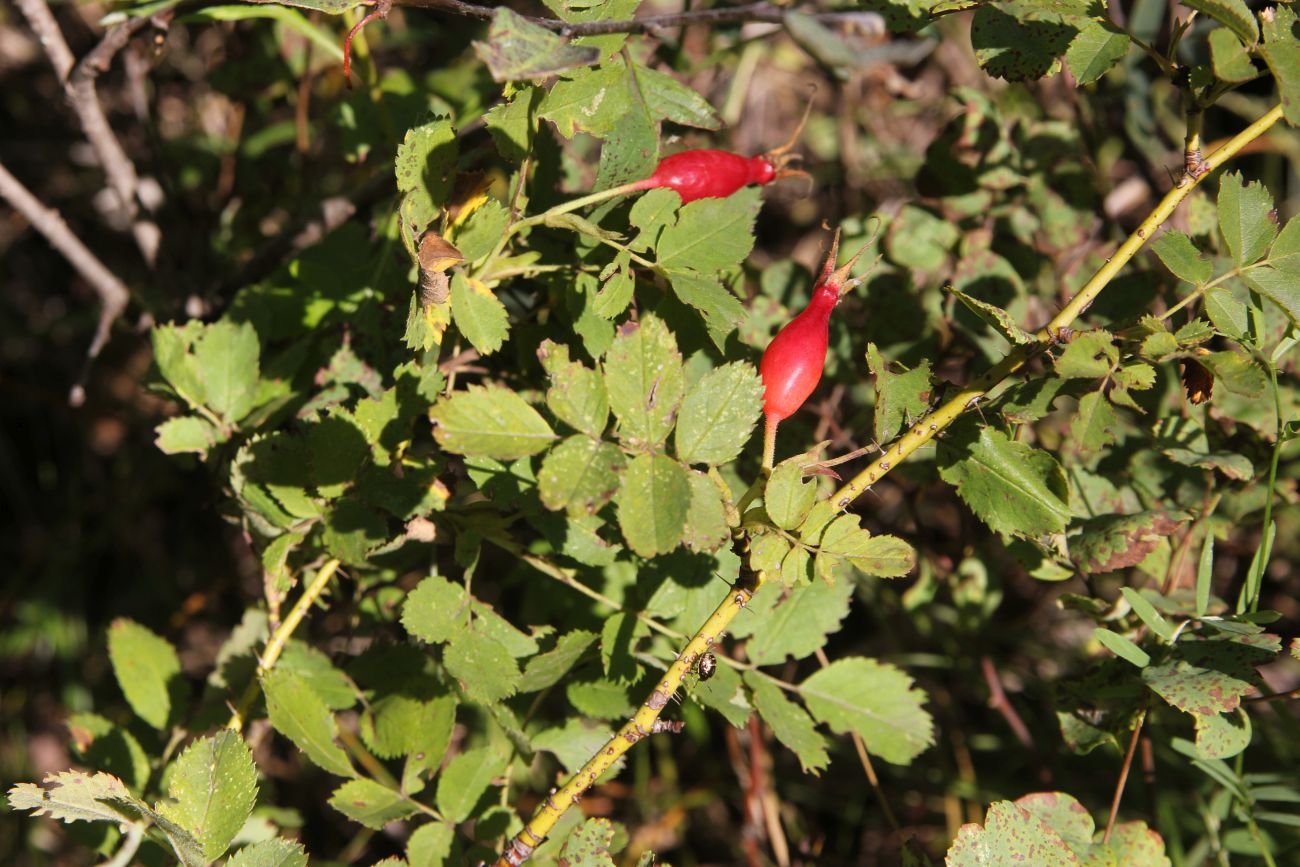 Image of Rosa acicularis specimen.