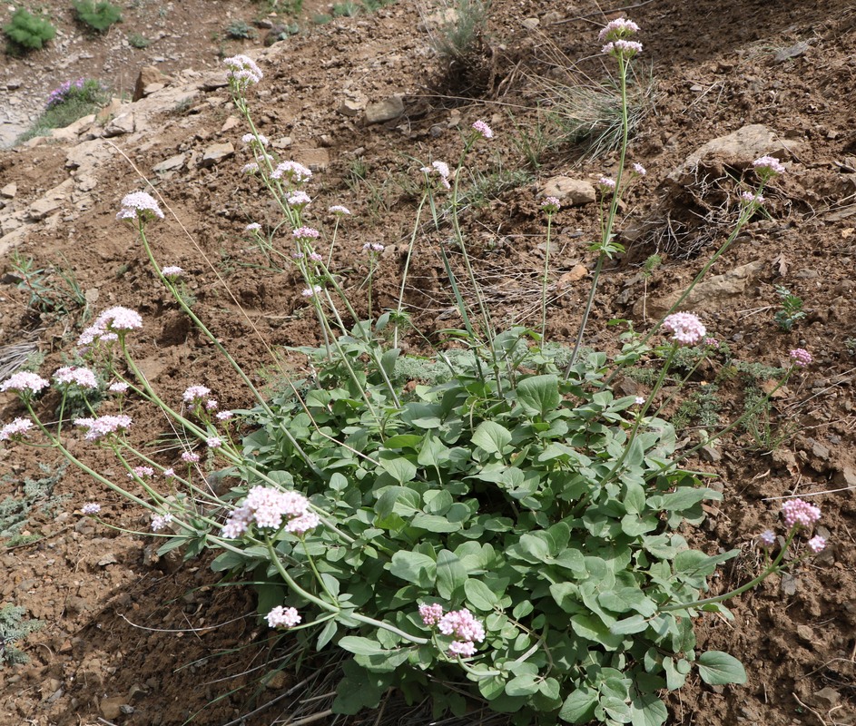 Изображение особи Valeriana sisymbriifolia.