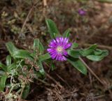 familia Aizoaceae. Верхушка веточки с цветком. Израиль, Шарон, г. Тель-Авив, ботанический сад \"Сад кактусов\". 03.05.2021.