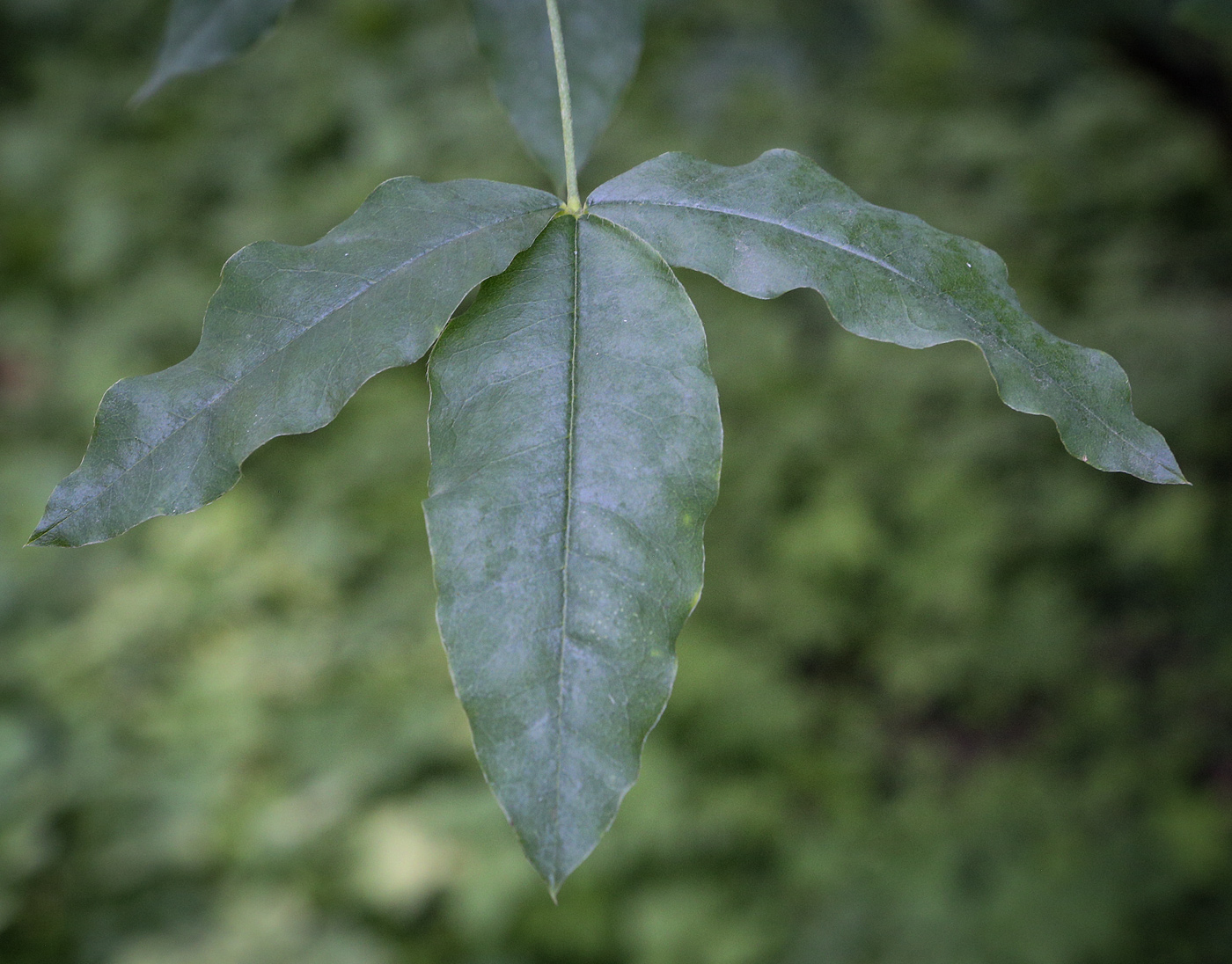 Image of Laburnum anagyroides specimen.