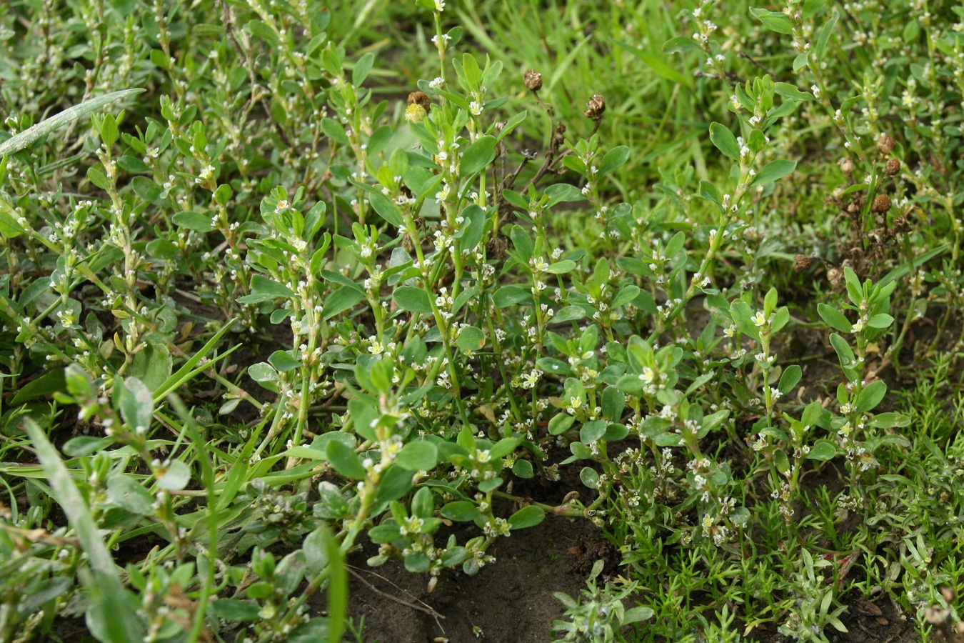 Image of Polygonum arenastrum specimen.