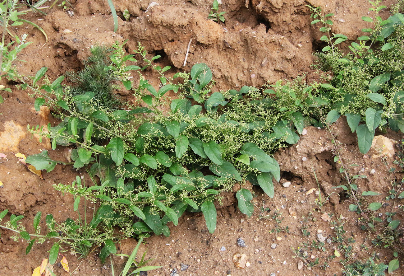 Image of Lipandra polysperma specimen.