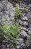 Epipactis helleborine