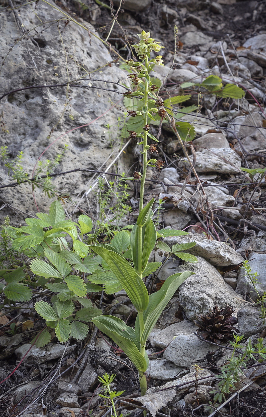 Изображение особи Epipactis helleborine.