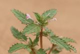Chamaesphacos ilicifolius