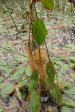 Potamogeton nodosus