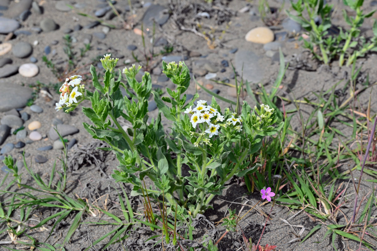 Image of Argusia sibirica specimen.