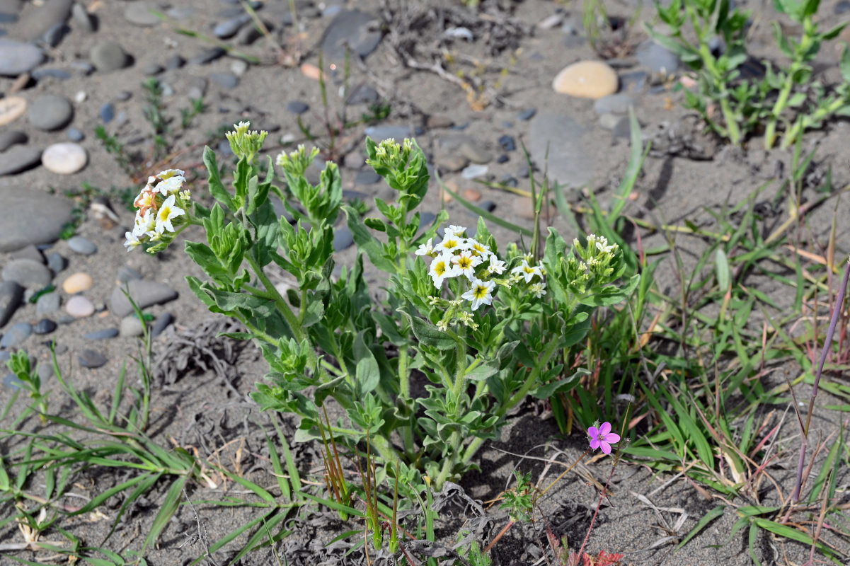 Изображение особи Argusia sibirica.