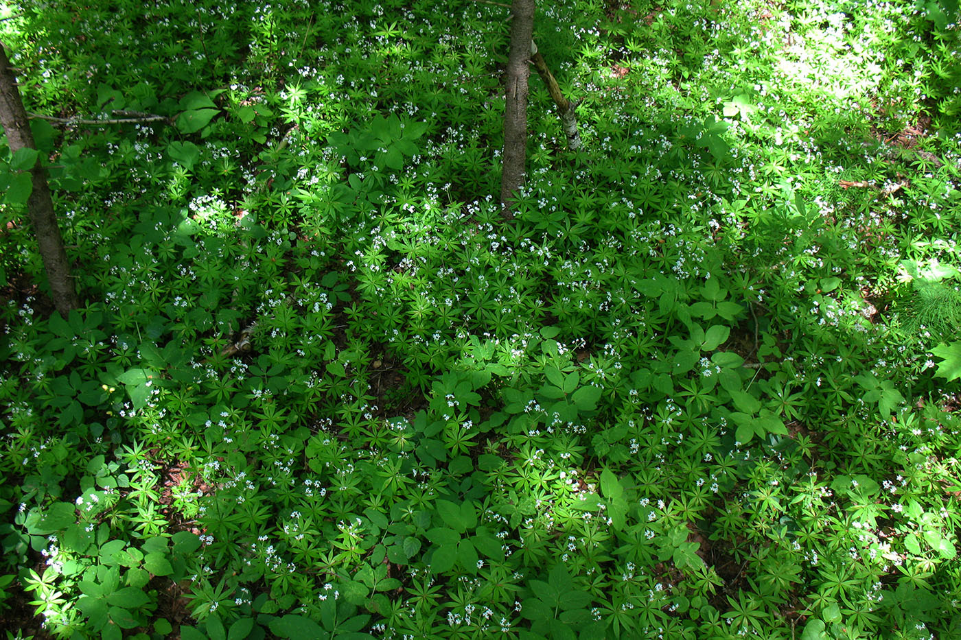 Image of Galium odoratum specimen.