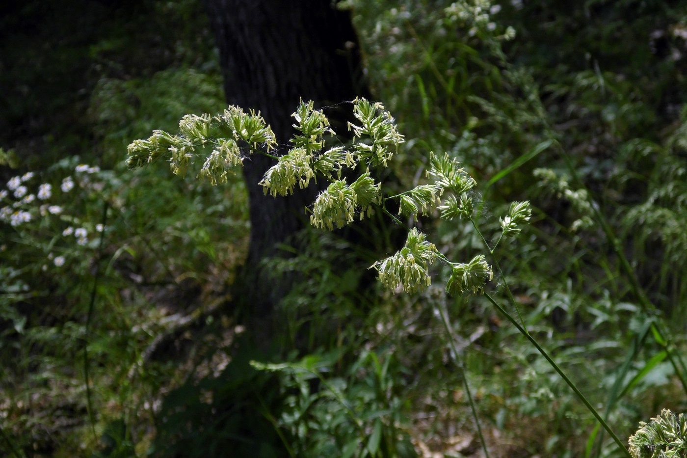 Изображение особи Dactylis glomerata.