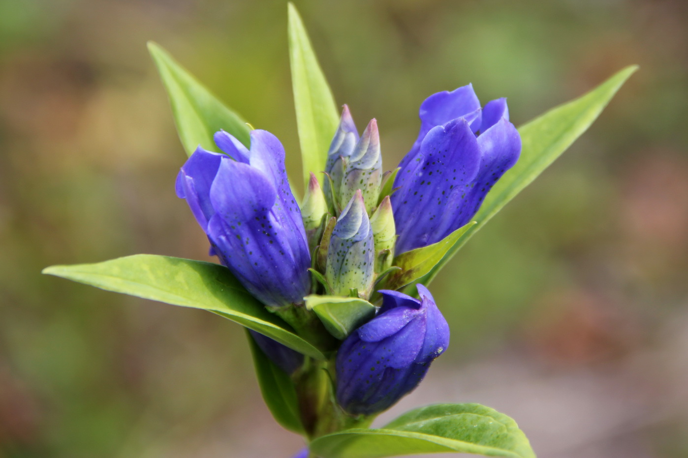 Image of Gentiana triflora specimen.