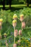 Astragalus alopecurus. Верхние части побегов с соцветиями и соплодиями. Республика Алтай, Шебалинский р-н, с. Камлак, Горно-Алтайский ботанический сад, в культуре. 03.07.2022.