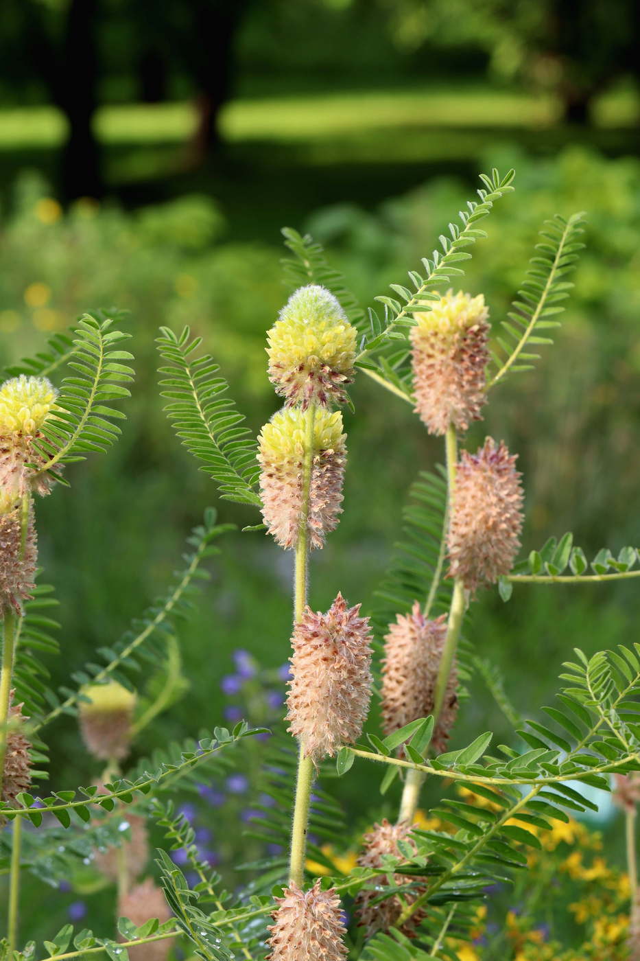 Изображение особи Astragalus alopecurus.