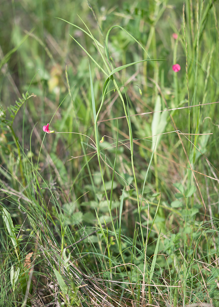 Image of Lathyrus nissolia specimen.