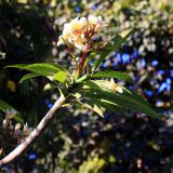 genus Plumeria. Побег с соцветиями. Эфиопия, провинция Сидама, аураджа Борэна, национальный парк \"Nech Sar\". 01.01.2015.