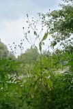 Dipsacus pilosus. Плодоносящее растение. Республика Абхазия, р. Кяласур. 23.08.2009.