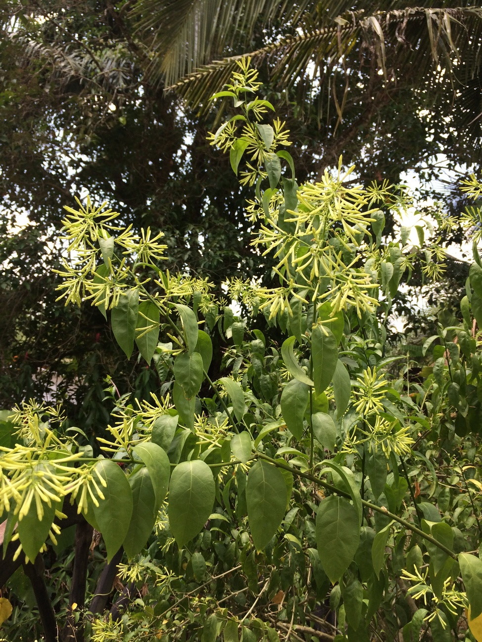 Изображение особи Cestrum nocturnum.