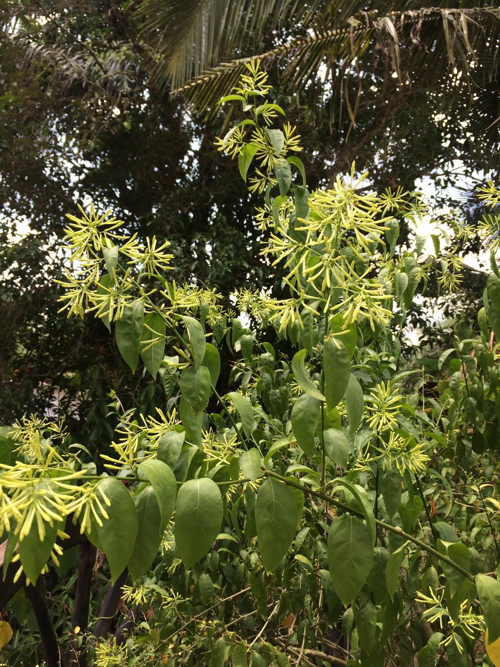 Image of Cestrum nocturnum specimen.