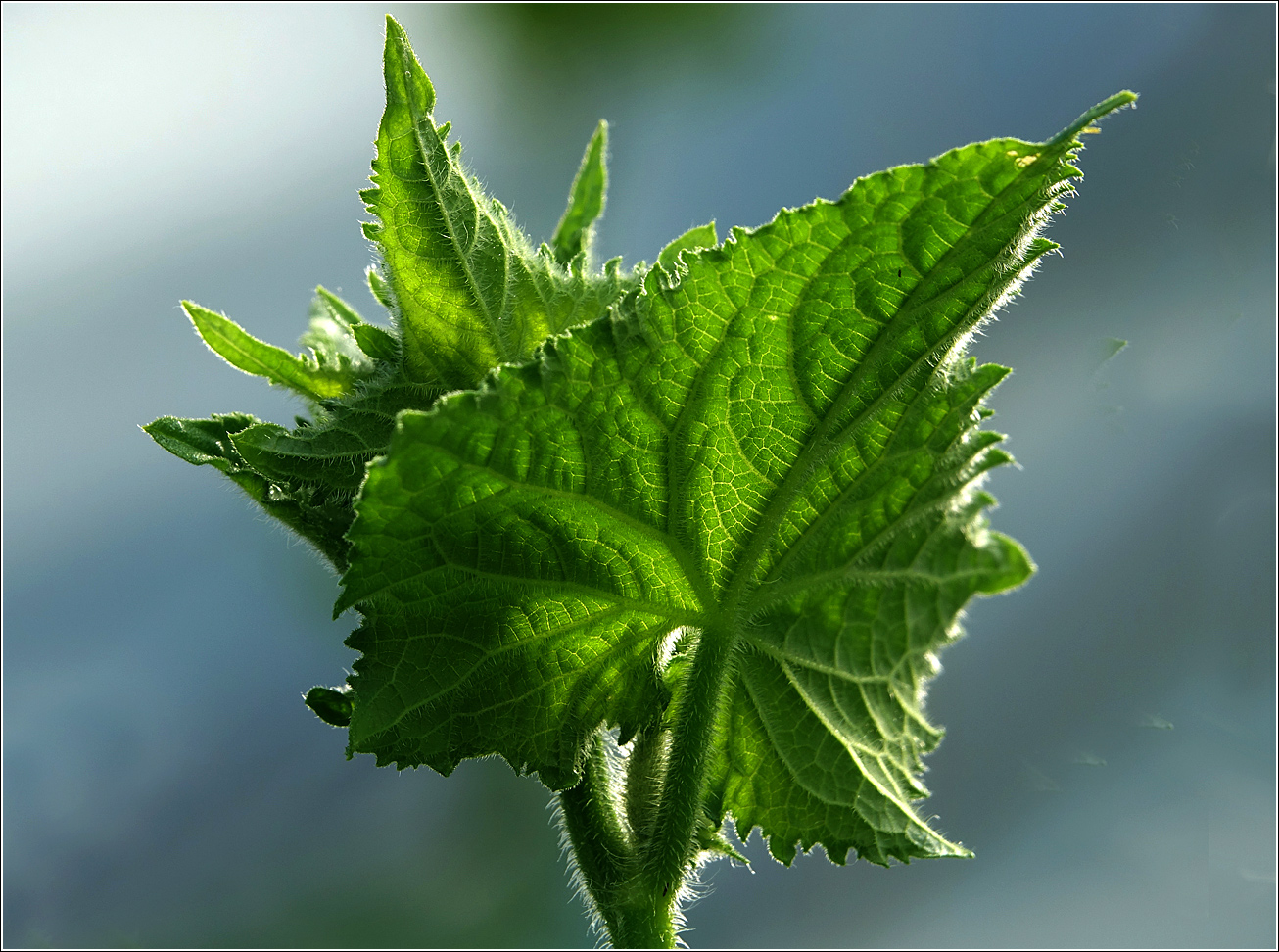 Изображение особи Cucumis sativus.