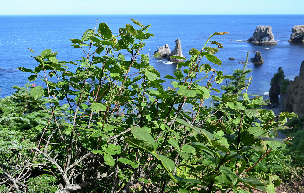 Изображение особи Euonymus sachalinensis.