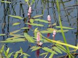 Persicaria amphibia