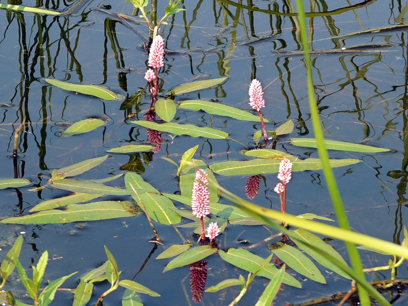 Image of Persicaria amphibia specimen.