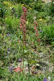 Rheum wittrockii
