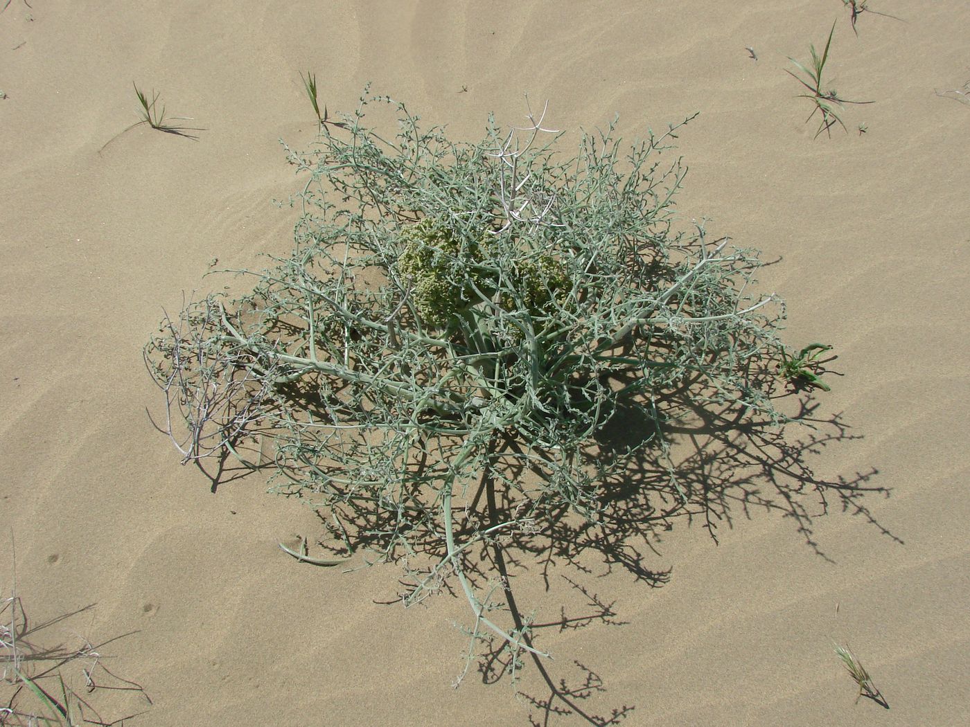 Image of Ferula litwinowiana specimen.