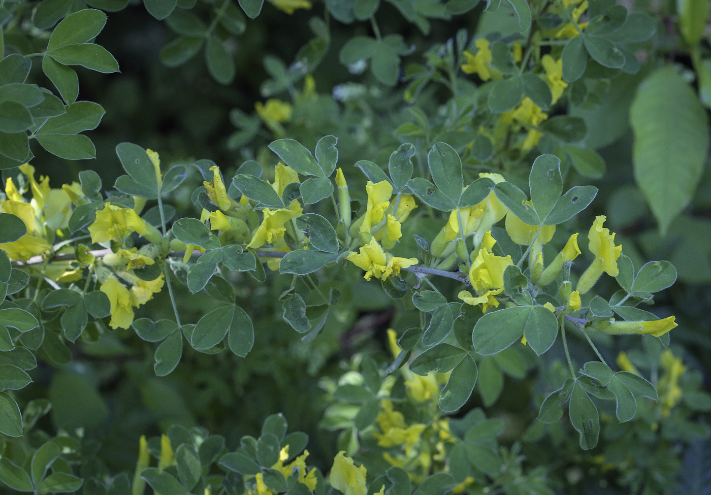 Image of Chamaecytisus supinus specimen.