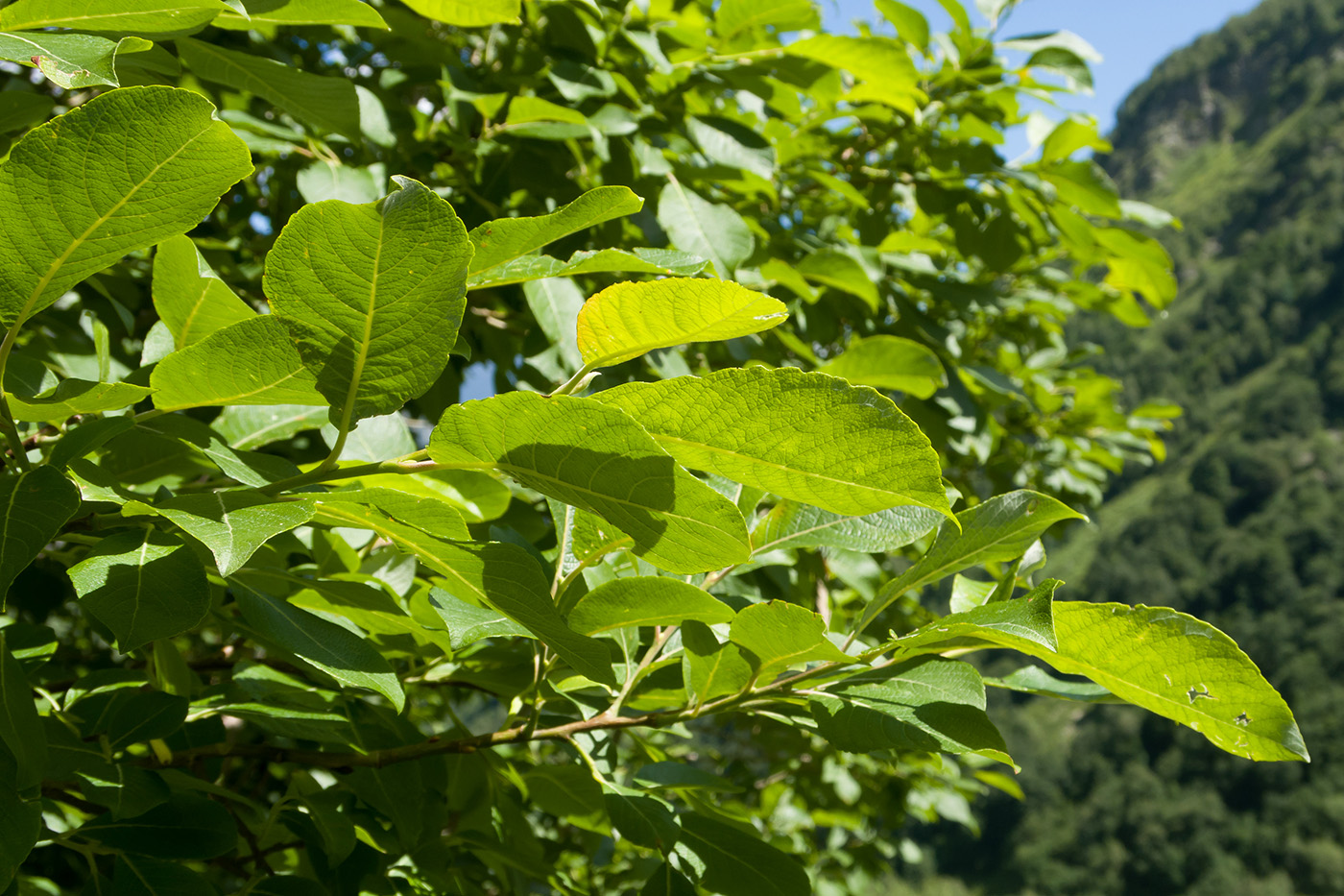 Изображение особи Salix caprea.