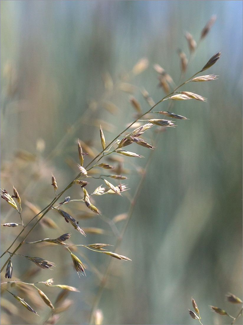 Изображение особи род Festuca.