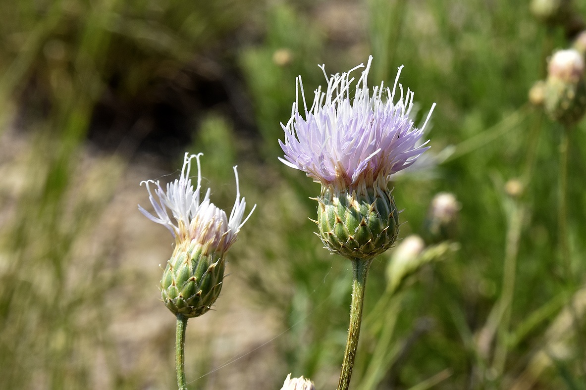 Image of genus Klasea specimen.