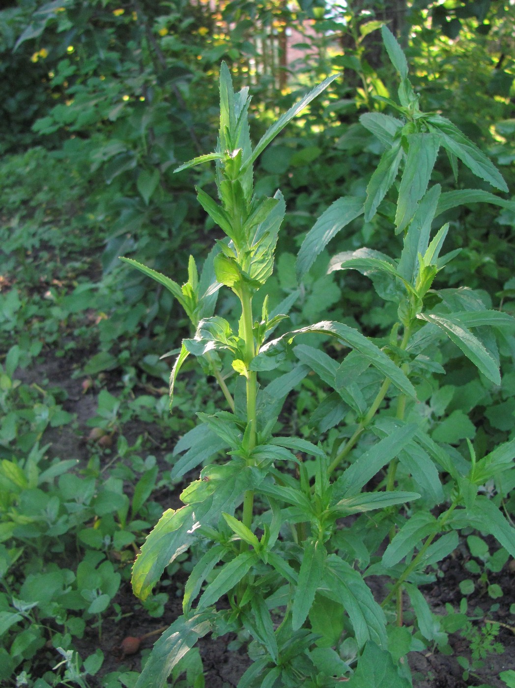 Image of Epilobium tetragonum specimen.