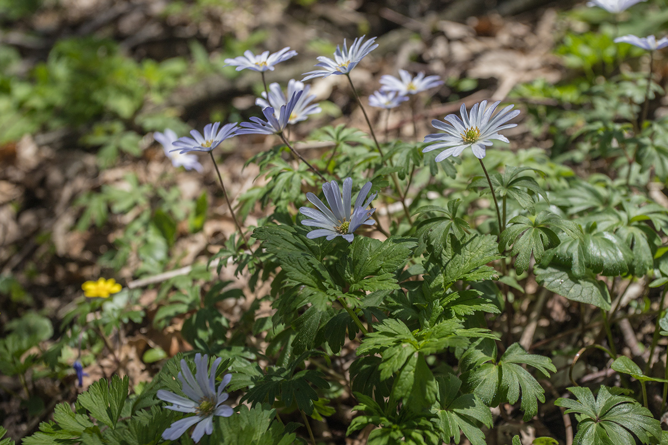 Изображение особи Anemone banketovii.
