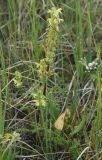 Pedicularis abrotanifolia