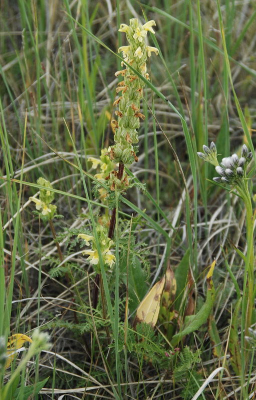 Изображение особи Pedicularis abrotanifolia.